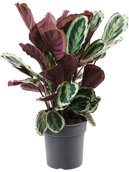 Acheter Calathea zebrina_plantes d'interieur jardinerie Natura Beziers –  NATURA, La solution végétale des professionnels