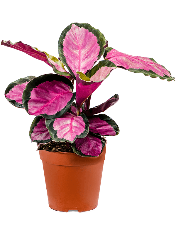 Calathea silvia