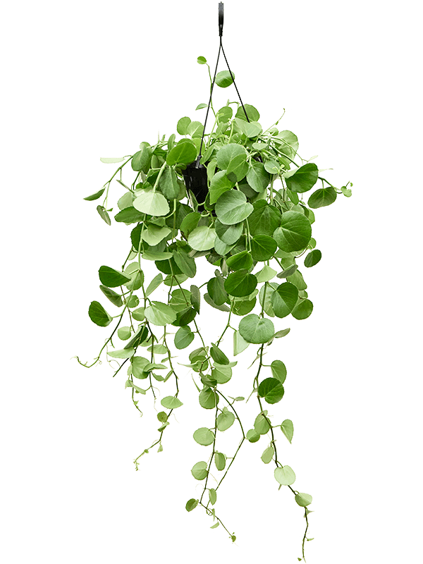 Cissus rotundifolia