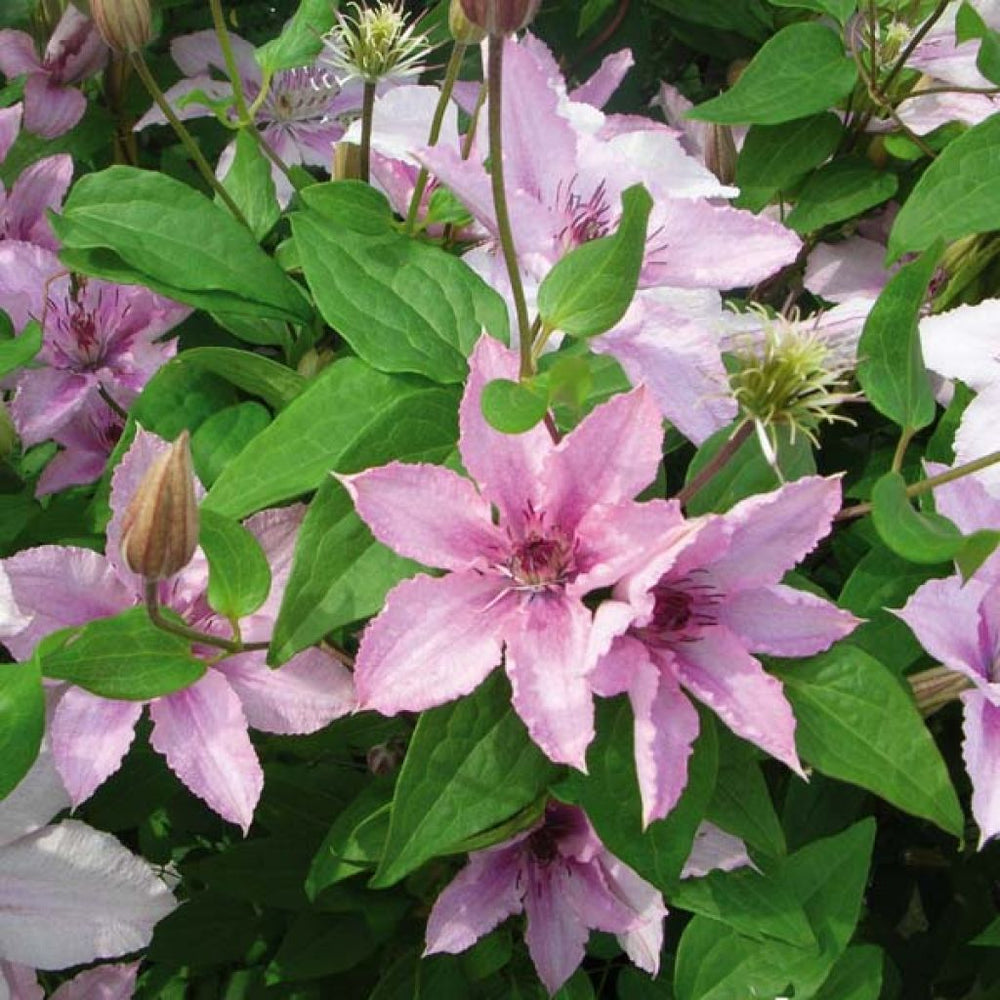 Clématite - Clematis Hagley hybride