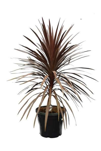 un cordyline australis avec ses longues feuilles rouge et  fine et persistante en substrat dans son pot noir de croissance vendu en ligne et en boutique par la jardinerie Béziers Natura dans l'Hérault