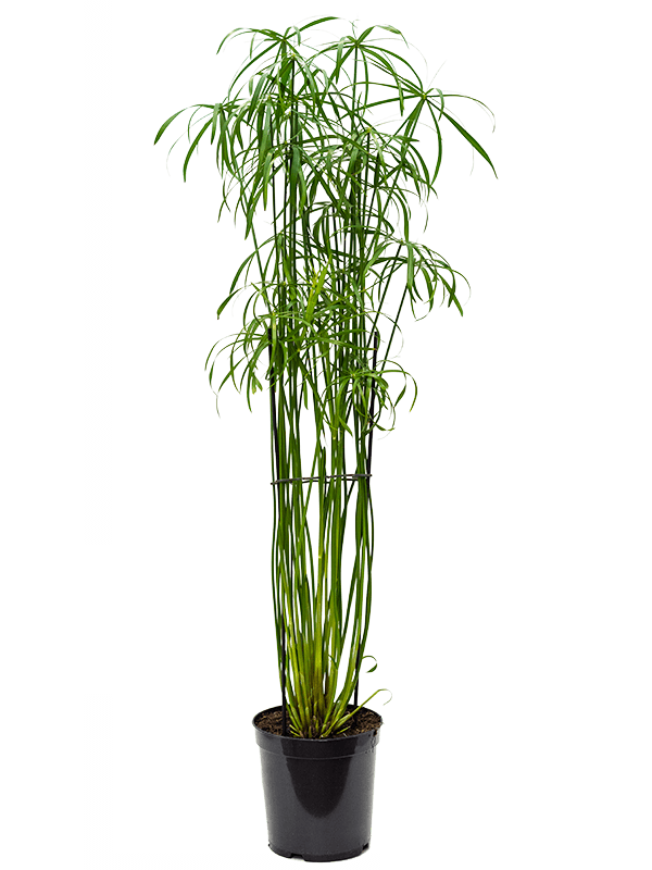 
                  
                    Cyperus alternifolius
                  
                