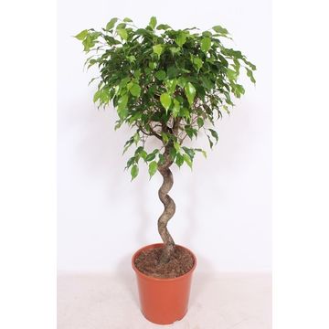 
                  
                    Ficus benjamina Exotica
                  
                