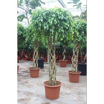 
                  
                    Ficus benjamina Exotica
                  
                