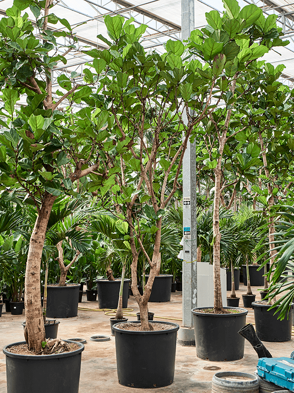 
                  
                    Ficus Lyrata
                  
                