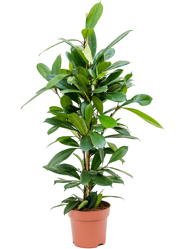 
                  
                    Ficus cyathistipula
                  
                