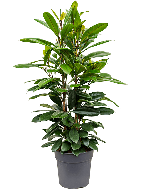 
                  
                    Ficus cyathistipula
                  
                