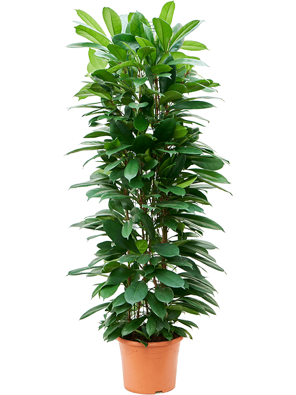 
                  
                    Ficus cyathistipula
                  
                