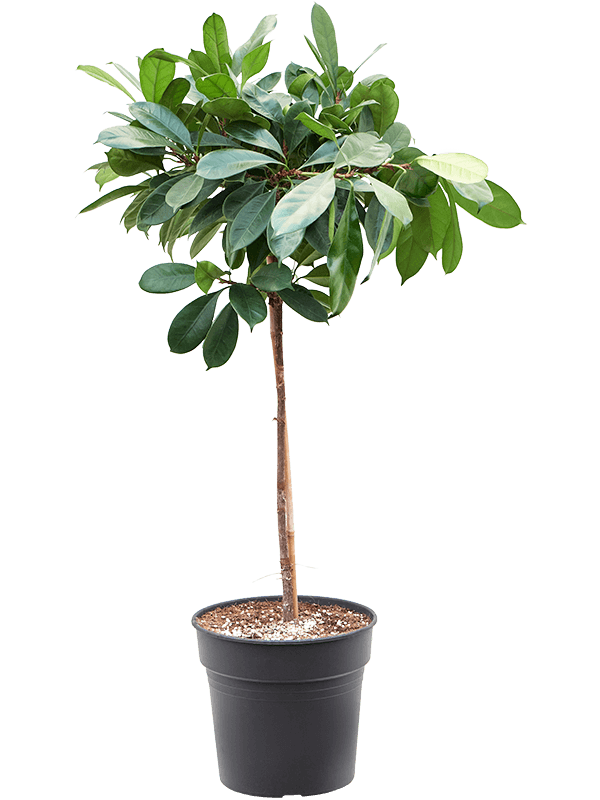 Ficus cyathistipula