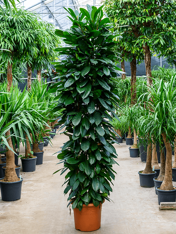 
                  
                    Ficus cyathistipula
                  
                