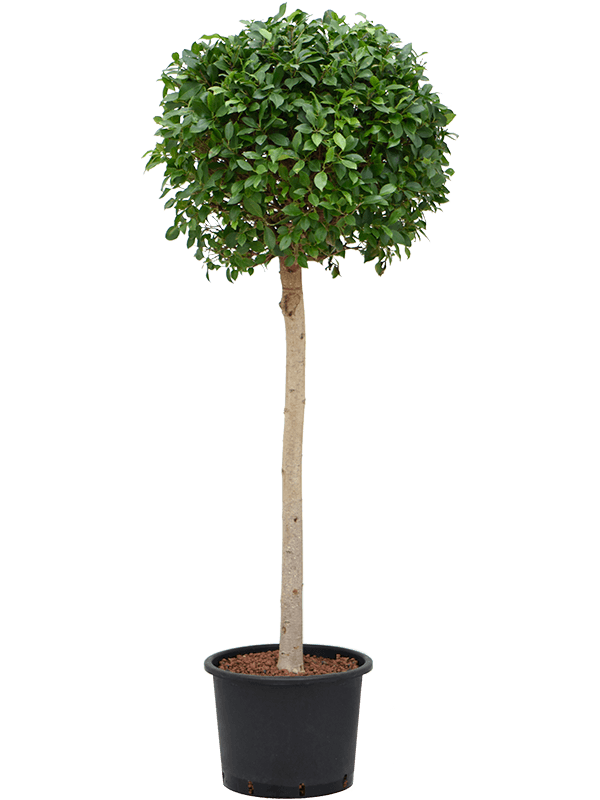 
                  
                    Ficus microcarpa 'Nitida'
                  
                