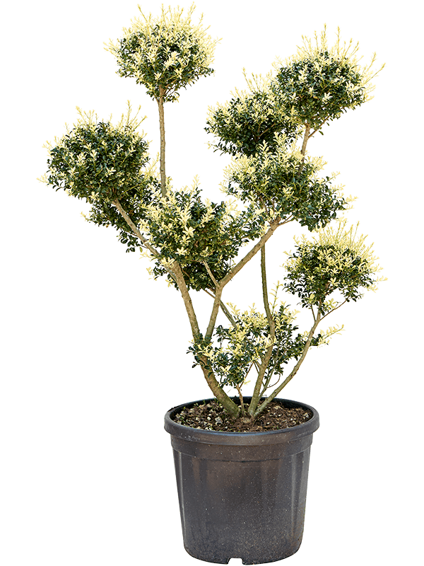 Ilex crenata