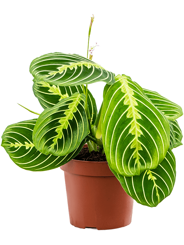 
                  
                    Maranta leuconeura Lemon Lime
                  
                