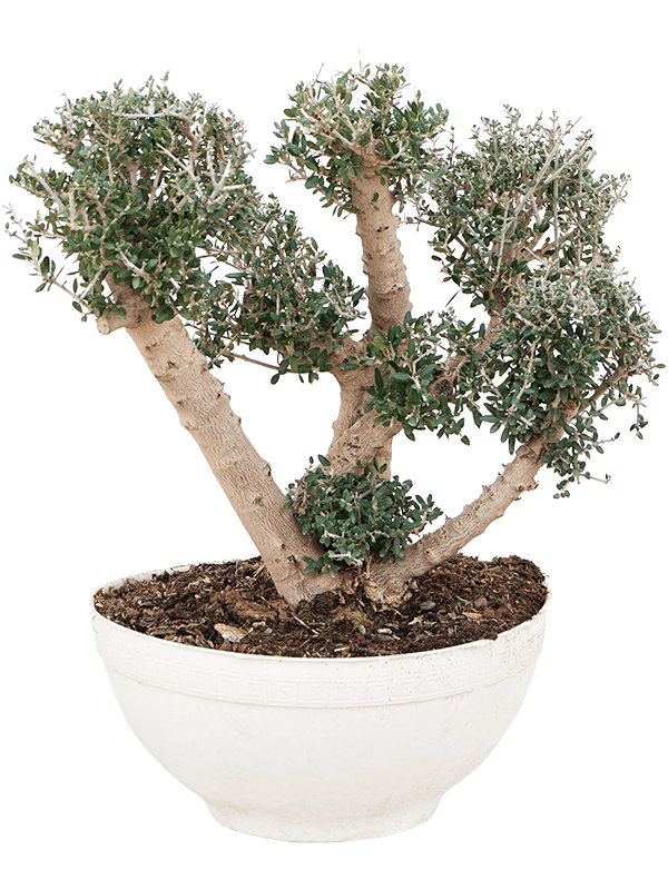 Olea europaea 'Sylvestris' bonsai