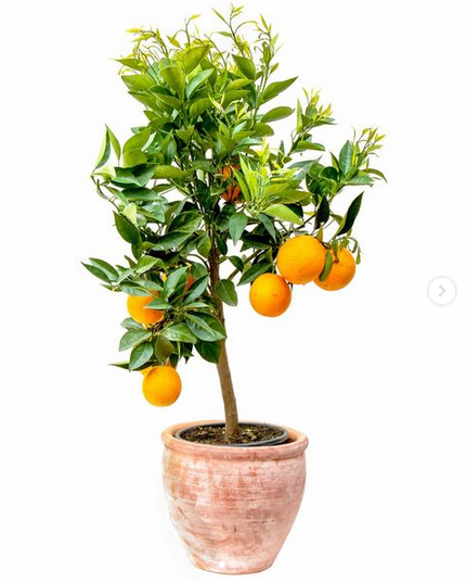 Oranger citrus microcarpa
