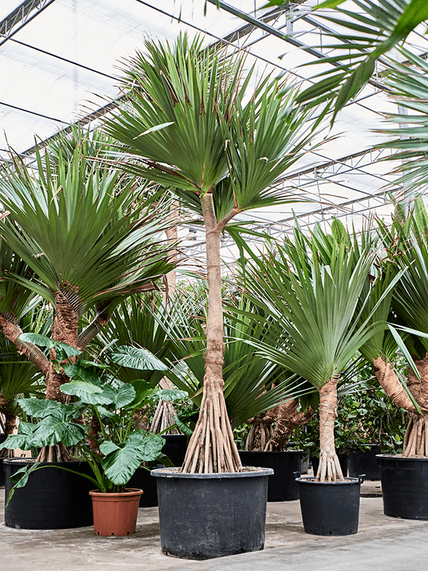 
                  
                    Pandanus utilis
                  
                