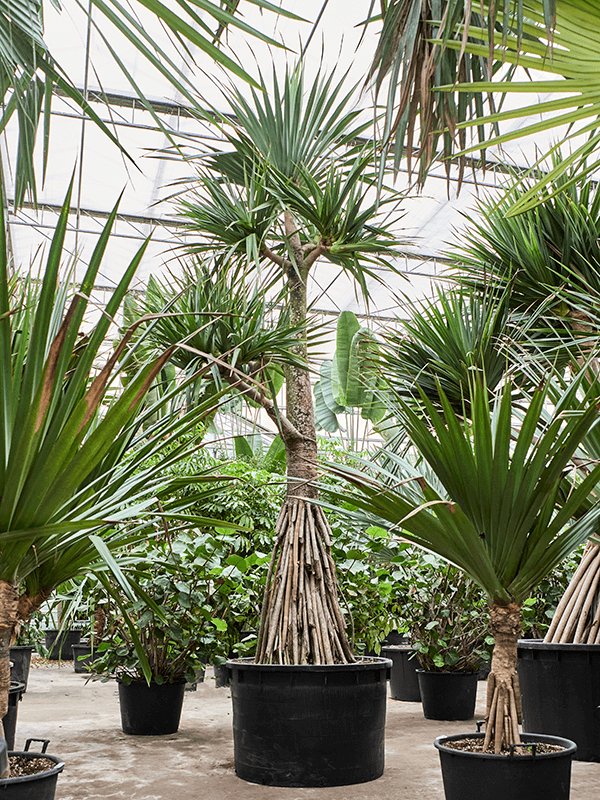 
                  
                    Pandanus utilis
                  
                