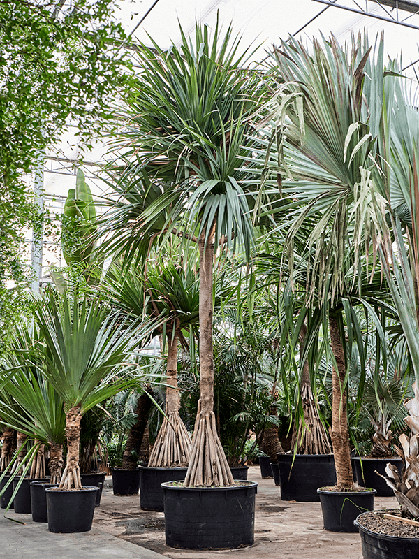 
                  
                    Pandanus utilis
                  
                