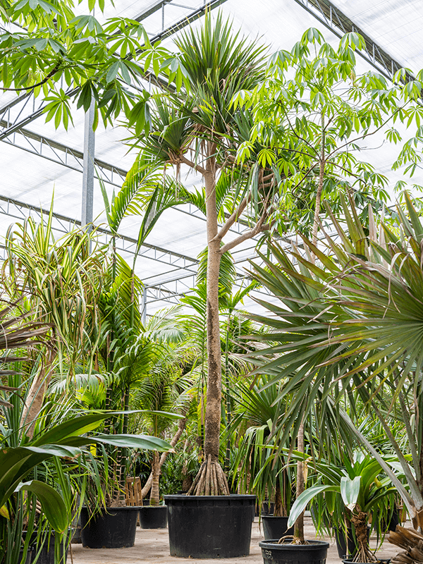 
                  
                    Pandanus utilis
                  
                