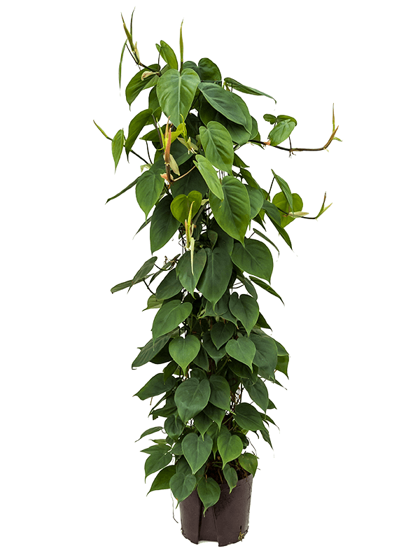 
                  
                    Philodendron scandens
                  
                