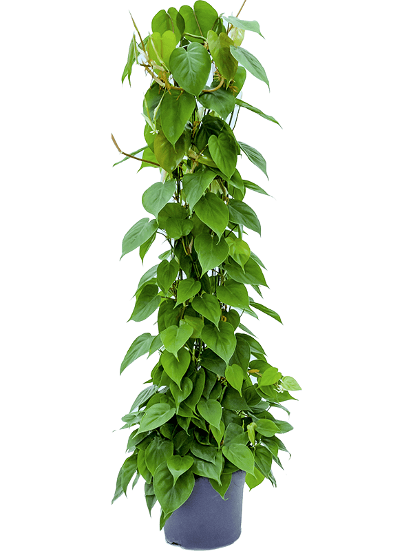 Philodendron scandens