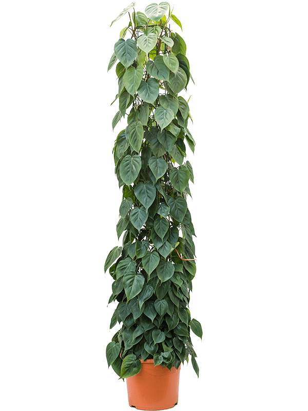 
                  
                    Philodendron scandens
                  
                