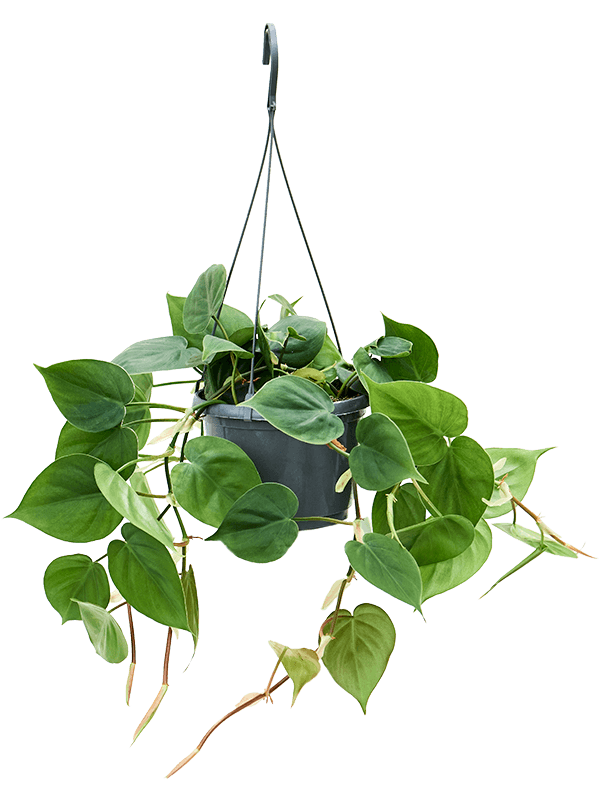 
                  
                    Philodendron scandens
                  
                