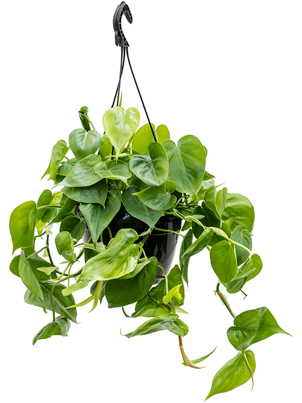 
                  
                    Philodendron scandens
                  
                