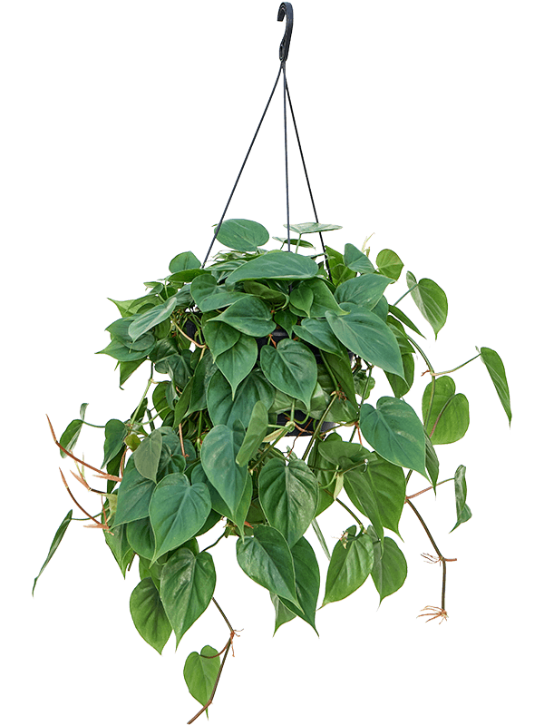 
                  
                    Philodendron scandens
                  
                