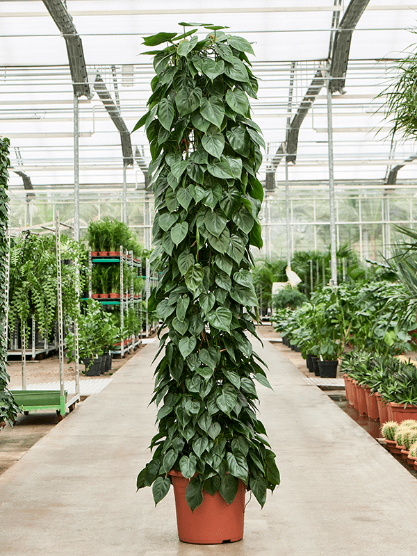 
                  
                    Philodendron scandens
                  
                