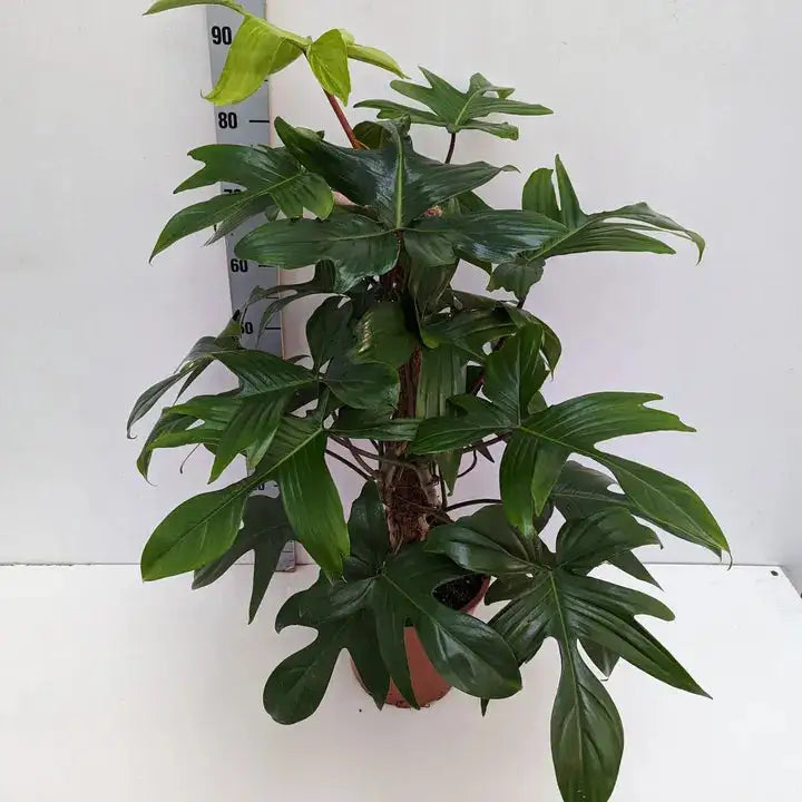 
                  
                    Philodendron Florida Green
                  
                