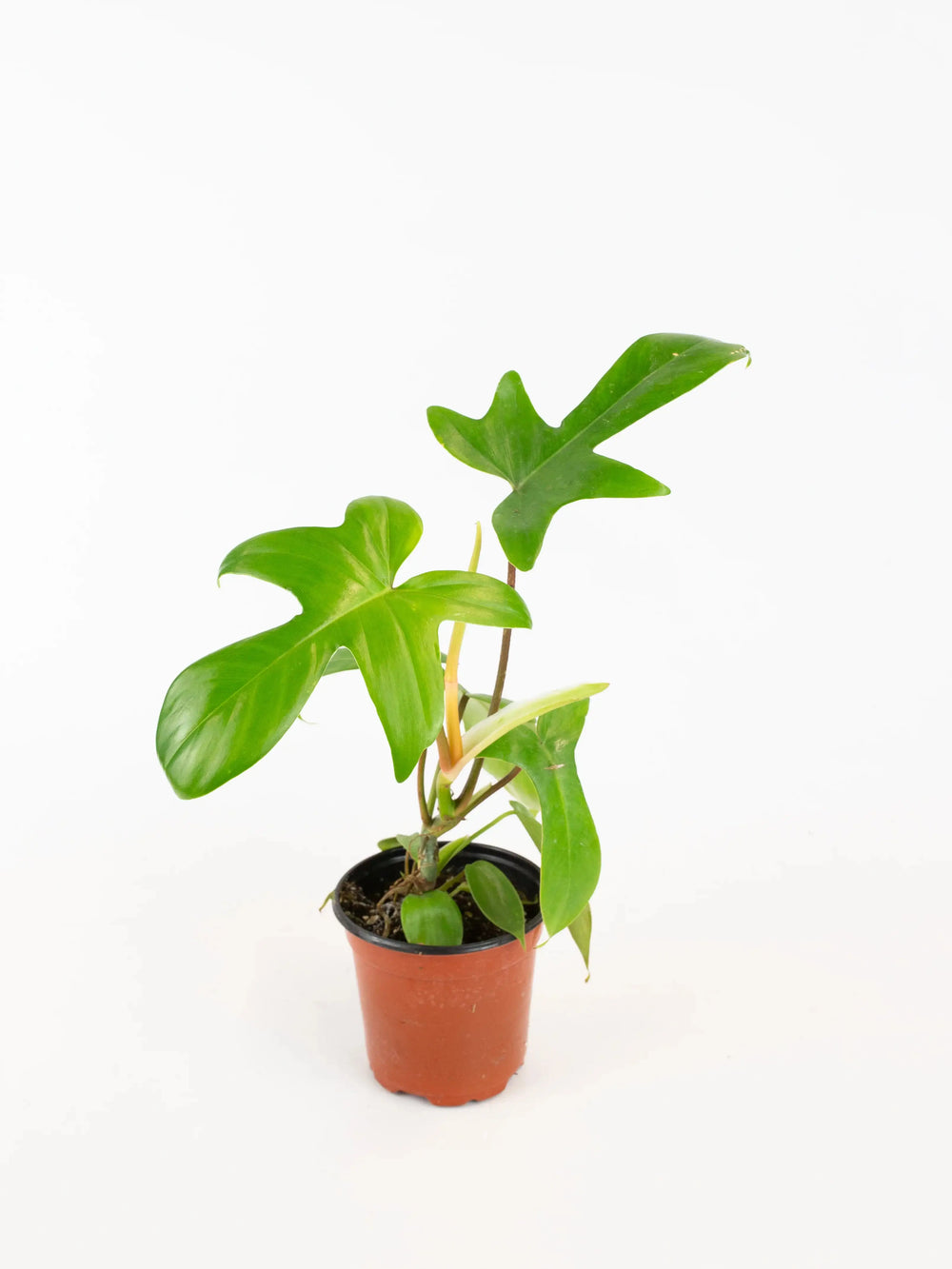 Philodendron Florida Green