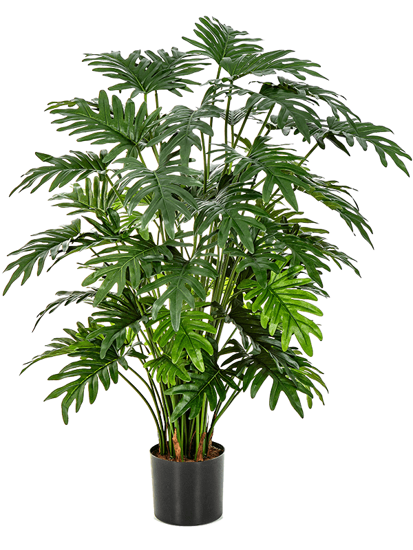 
                  
                    Philodendron Selloum
                  
                