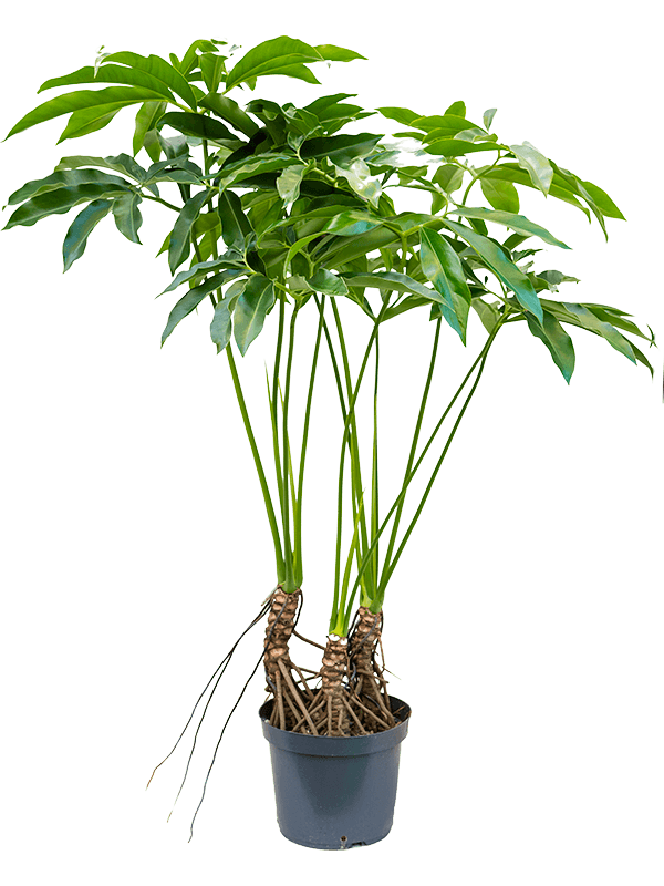 Philodendron Fun bun