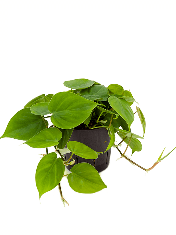 
                  
                    Philodendron scandens
                  
                