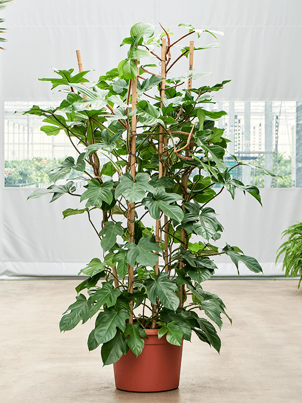 
                  
                    Philodendron squamiferum
                  
                