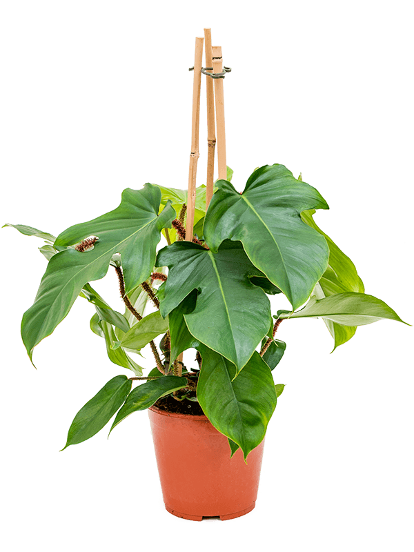 Philodendron squamiferum