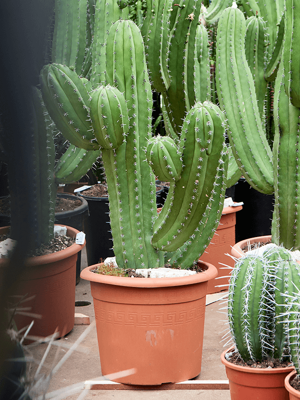 
                  
                    Cactus Polaskia chichipe
                  
                