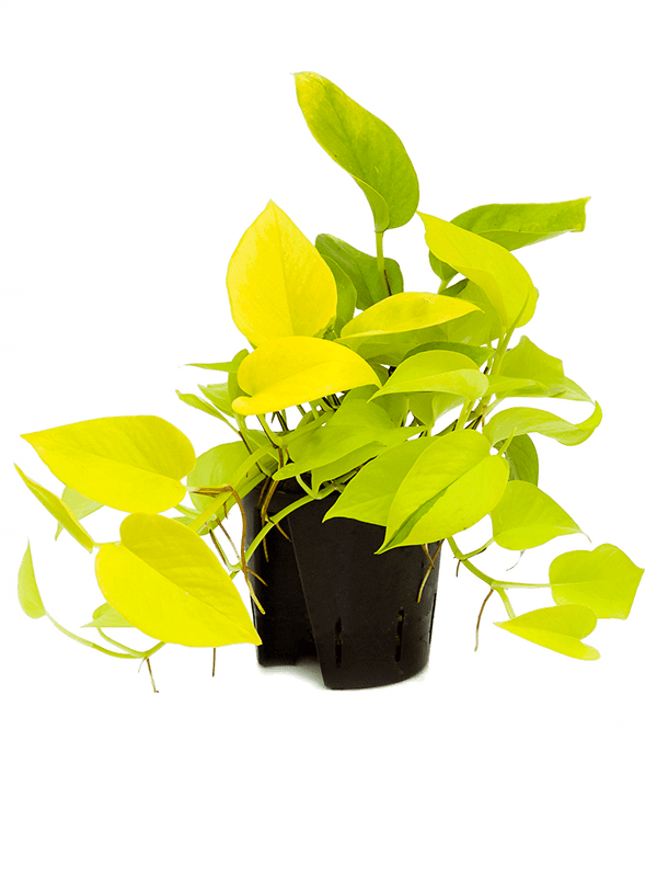 
                  
                    Pothos neon golden Scindapsus (Epipremnum)
                  
                