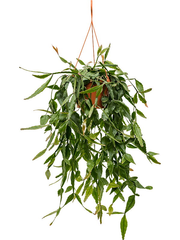 Rhipsalis eliptica