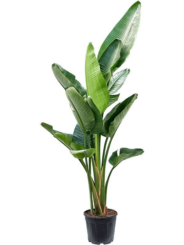 
                  
                    stelitzia nicolai  longues tiges et large feuilles en forme pagaie de 150 cm en vente dans son pot noir pour les particulier en les professionnels dans votre jardinerie Natura Béziers
                  
                