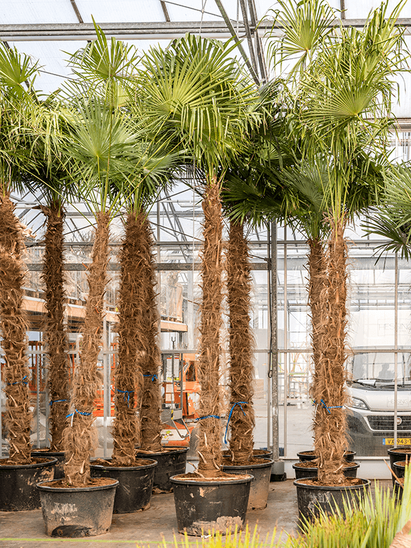 Palmier Trachycarpus Fortunei - Déco du Jardin à Reims