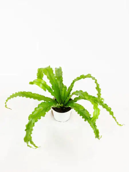 un Asplenium Nidus victoria avec ses longues feuilles vertes claire et ondulée en pointes retombante, il est dans son substrat et vendu en boutique ou en ligne par la jardinerie Béziers Natura