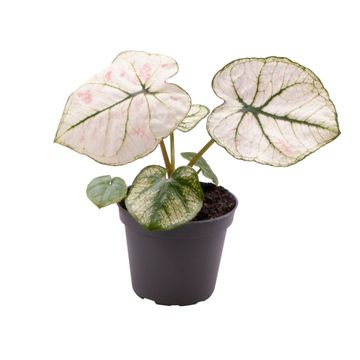 Caladium Blanc