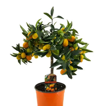 Kumquat avec ses fruits jaunee et orange, avec son tronc de 50 cm, en substrat dans son pot de croissance, vendu en ligne et en boutique par la jardinerie Béziers Natura dans l'Hérault