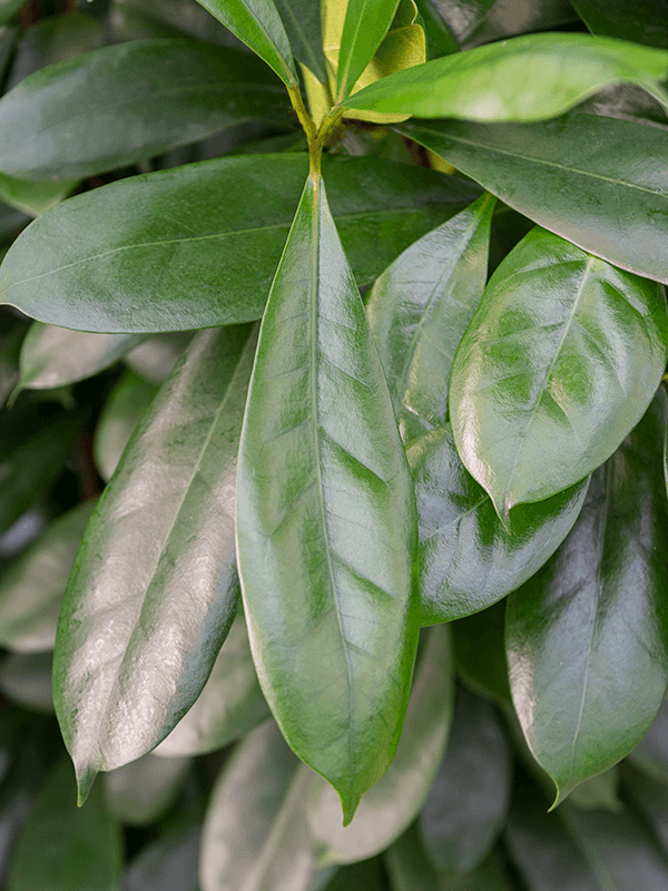 
                  
                    Ficus cyathistipula
                  
                