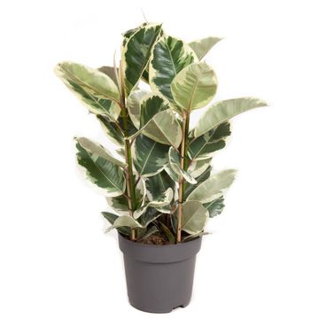 
                  
                    Ficus elastica Tineke
                  
                