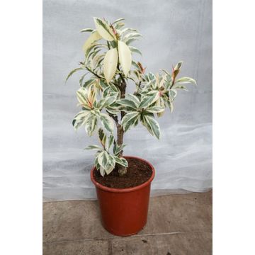 
                  
                    Ficus elastica Tineke
                  
                