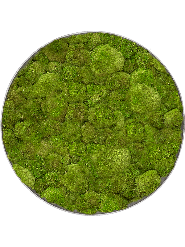 Tableaux de mousses végétale stabilisés circulaire